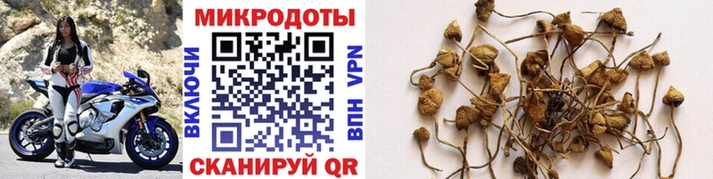 Галлюциногенные грибы Psilocybine cubensis Кирово-Чепецк